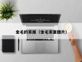 金毛的家居（金毛家里图片）